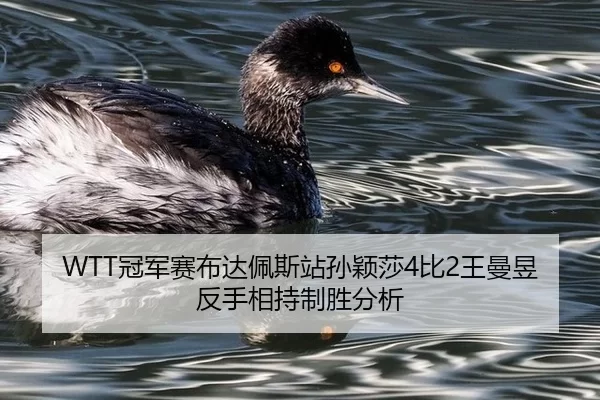 guan-jun-sai-bu-da-pei-si-zhan-sun-ying-sha-bi-wang-man-yu-fan-shou-xiang-chi-zhi-sheng-fen-xi-3-454.jpg